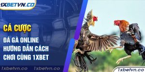 Cá cược đá gà online - Hướng dẫn cách chơi cùng 1xBet