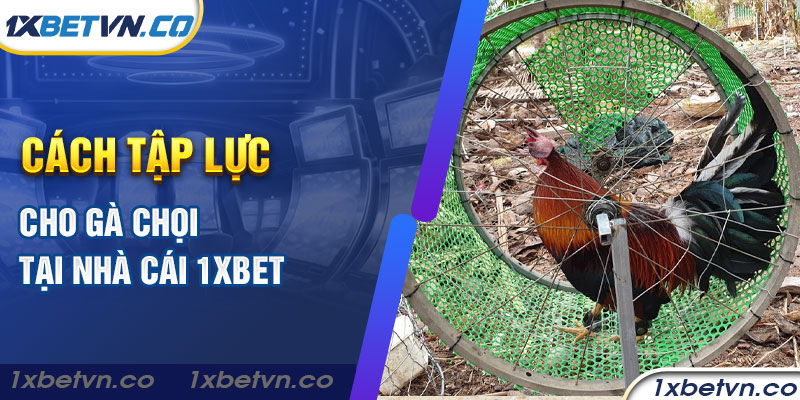 Cách tập lực cho gà chọi tại nhà cái 1xbet