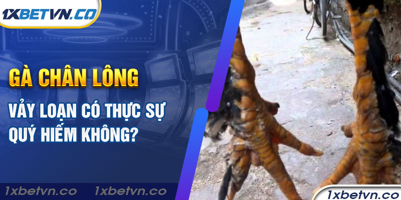 Cùng 1xbet tìm hiểu gà chân lông vảy loạn có quý hiếm không?