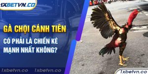 Gà chọi cánh tiên có phải là chiến kê mạnh nhất không?