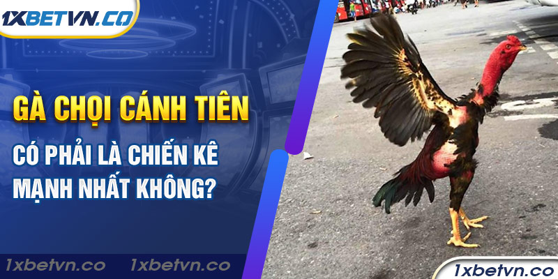 Gà chọi cánh tiên có phải là chiến kê mạnh nhất không?