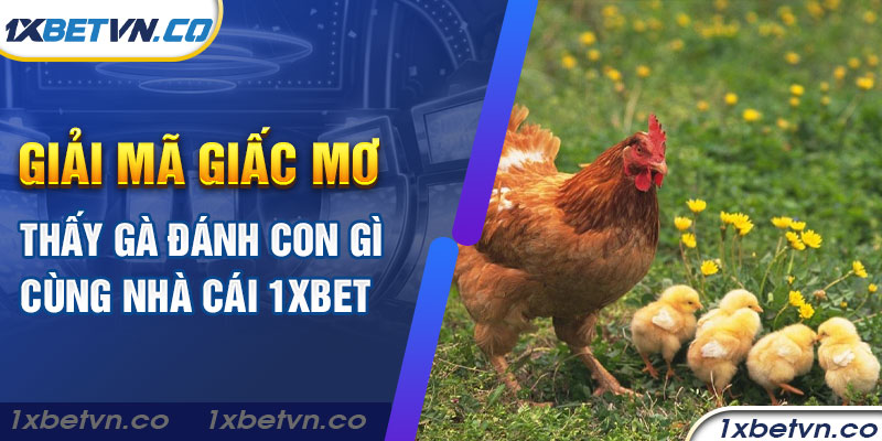 Giải mã giấc mơ thấy gà đánh con gì cùng nhà cái 1xBet