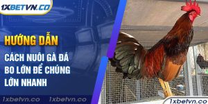 1xBET - Hướng dẫn cách nuôi gà đá bo lớn để chúng lớn nhanh