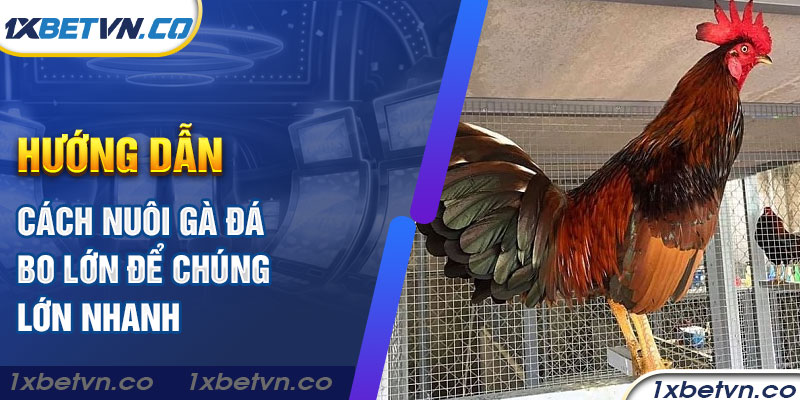 1xBET - Hướng dẫn cách nuôi gà đá bo lớn để chúng lớn nhanh