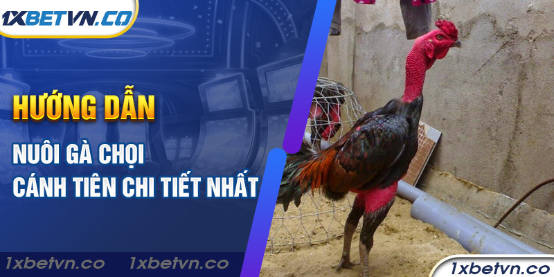 Hướng dẫn nuôi gà chọi cánh tiên chi tiết nhất