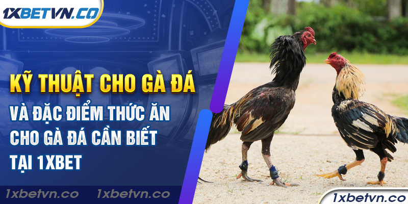 Kỹ thuật cho gà đá và thức ăn cho gà đá cần biết tại 1xbet