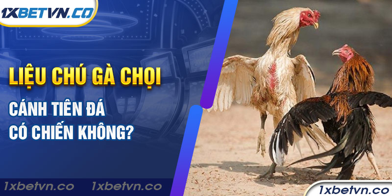 Liệu chú gà chọi cánh tiên đá có chiến không?