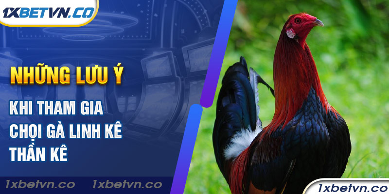 Những lưu ý khi tham gia chọi gà linh kê thần kê