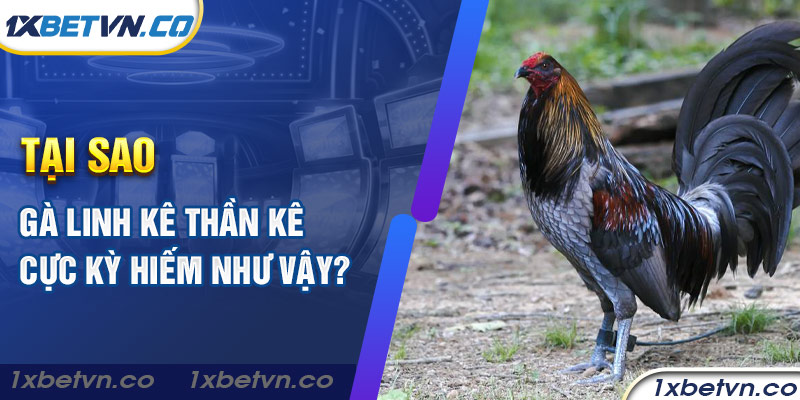 Tại sao gà linh kê thần kê cực kỳ hiếm như vậy?