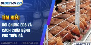 Tìm hiểu chứng EDS và cách chữa bệnh EDS trên gà cùng 1xbet