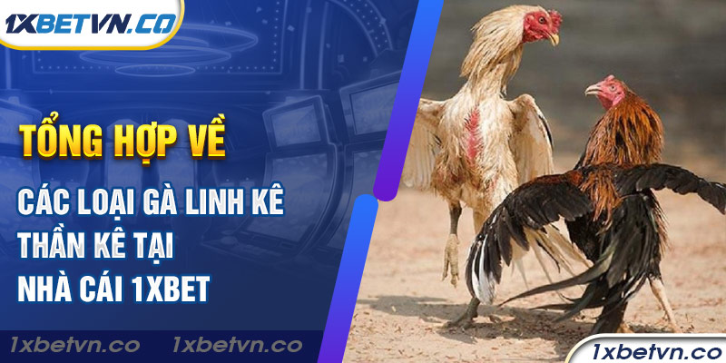 Tổng hợp về các loại gà linh kê thần kê tại nhà cái 1xbet